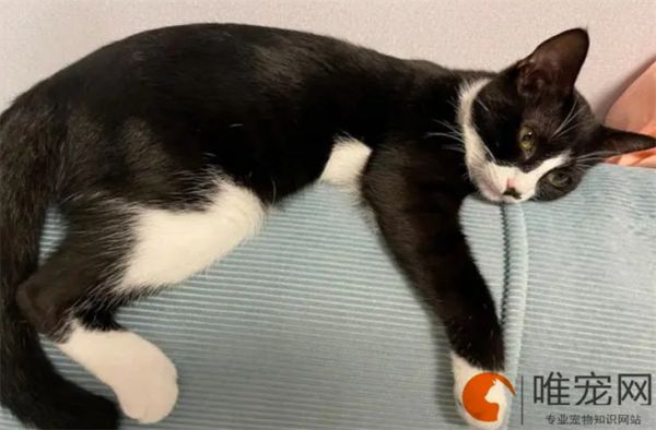 猫的皮肤病有哪些 如何处理