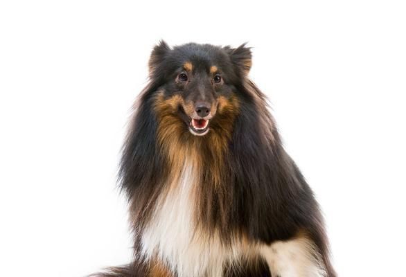 喜乐蒂幼犬的啃咬行为剖析（探寻幼犬啃咬原因与解决方案，让宠物生活更美好）