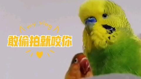 提升鹦鹉繁殖秘诀，宠物主人必看！