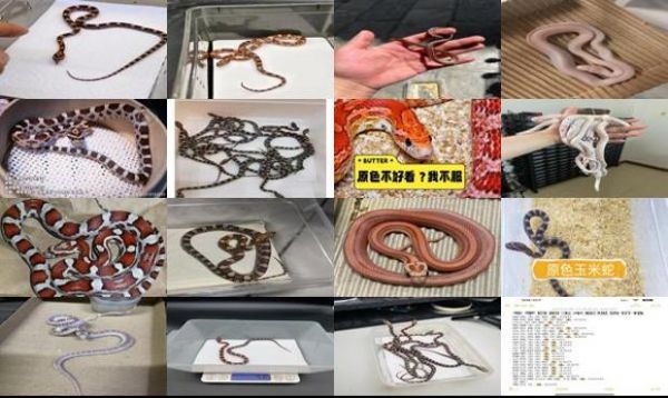 原色玉米蛇多少钱一只