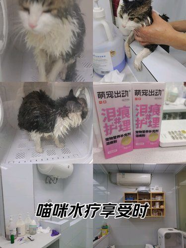 猫咪洗护好去处