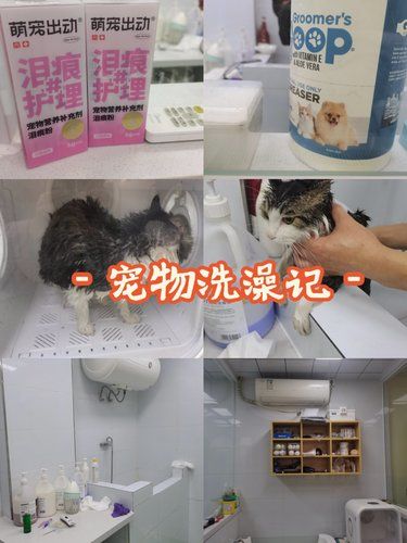 洗个澡变身宠物干洗师