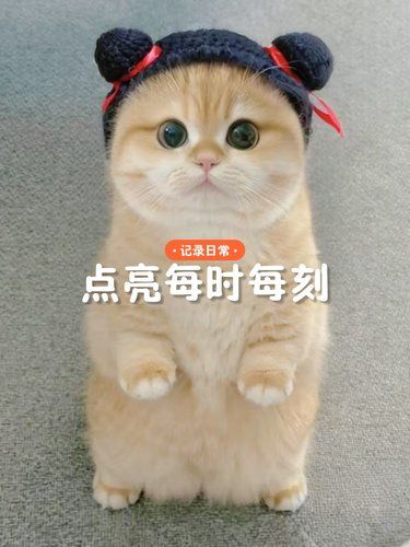 河北农达动物医院的贴心守护