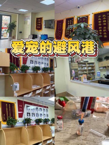 河北农达动物医院，猫咪的贴心守护 