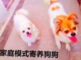 北京宠物寄养沙河宠物寄养天通苑宠物寄养北七家宠物寄养整年寄养