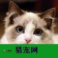 广东正规的宠物行业招聘网