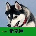 广东正规的宠物行业招聘网