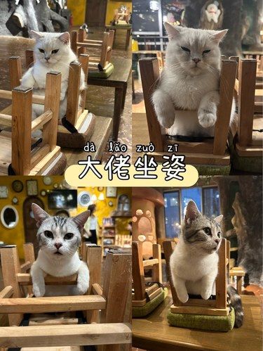 最近猫圈流行这种坐姿吗