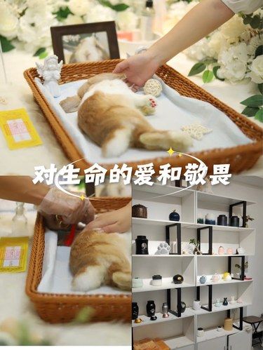 宠物善终，对生命的爱和敬畏～