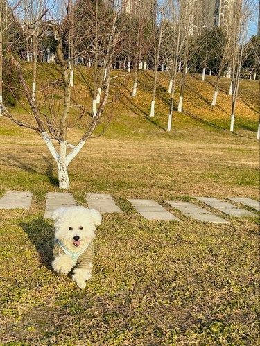西安宠物友好公园户外踏青必来