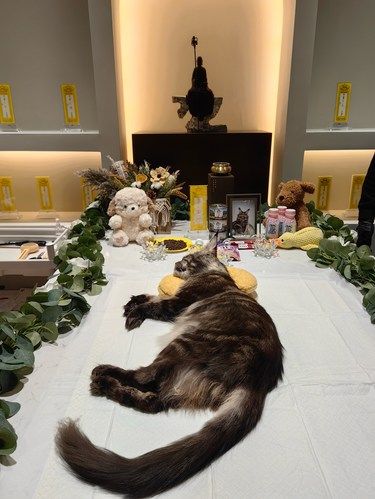 在西安，为猫咪找到了最好的告别仪式[爱心]