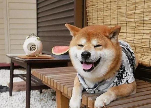 小柴犬价格是多少？养一只需要多少钱？