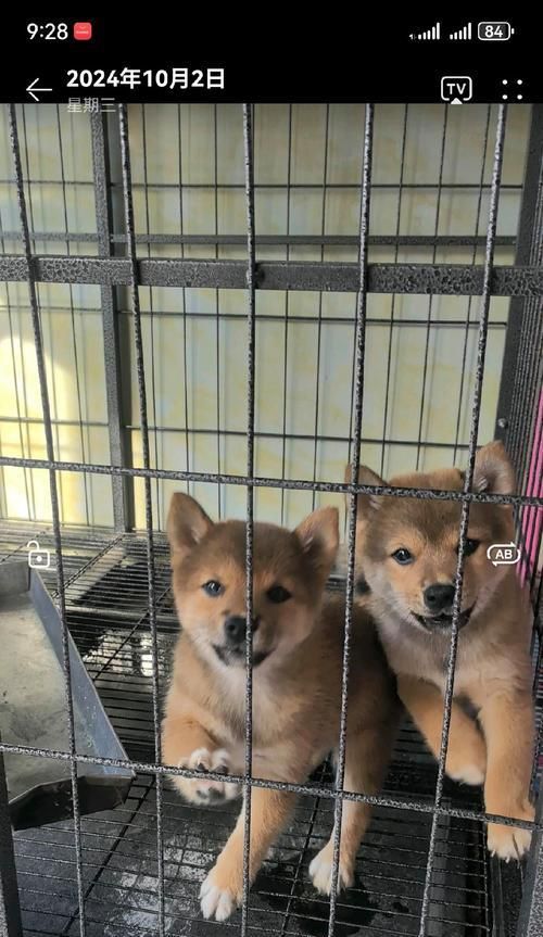 小柴犬价格是多少？养一只需要多少钱？