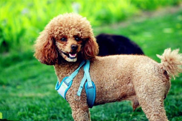 贵宾犬多少钱一只?贵宾犬的类型与报价