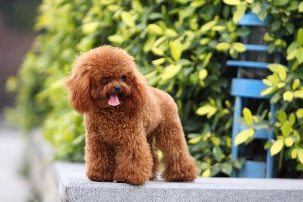 贵宾犬多少钱一只?贵宾犬的类型与报价