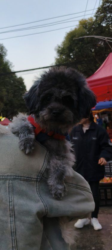小狗去店里洗澡的体验