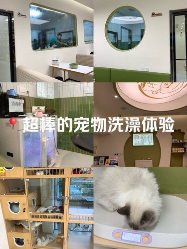 超棒的宠物洗澡体验