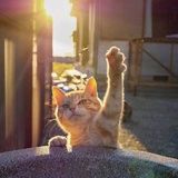 牛大爷牛大妈