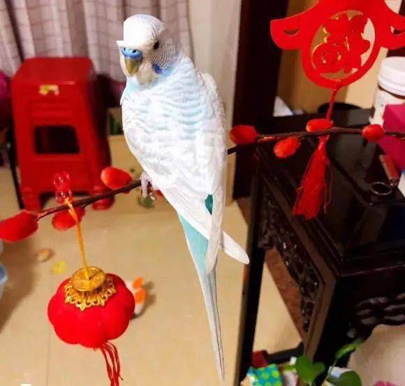 鹦鹉是怎么繁殖的