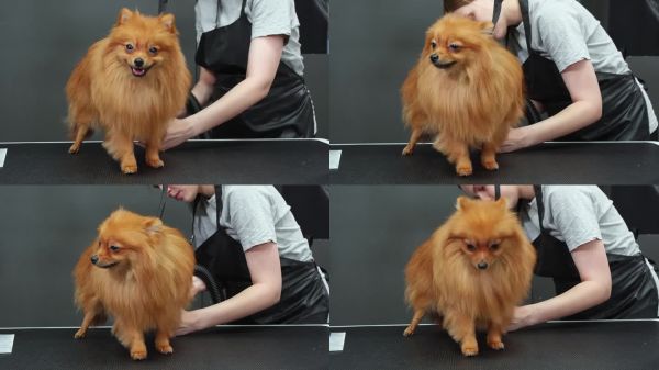宠物美容师在宠物沙龙用吹风机给博美犬吹干毛发的中景。