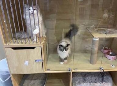 眼前一亮的宠物店名（精选200个）