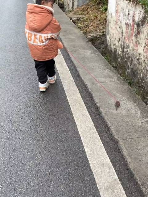 老鼠这辈子也想不到能成宠物