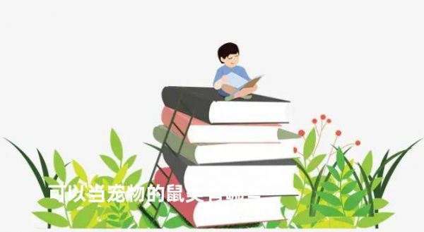 可以当宠物的鼠类有哪些