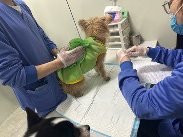 带着毛孩子体检的一天