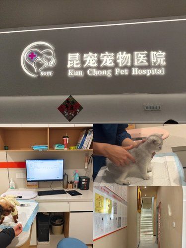 带着毛孩子体检的一天