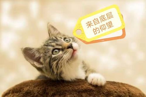 沈阳带猫咪去大连,宠物安全措施怎么做?
