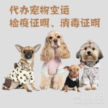 大连宠物托运：如何安全快捷地运送宠物？宠物托运前必须知道的五大注意事项