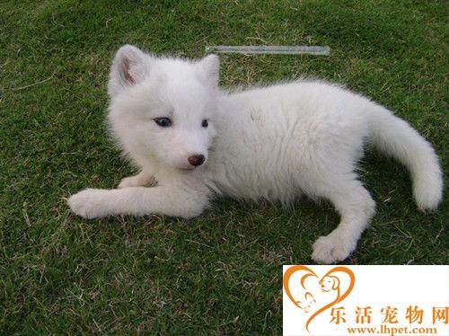 养狐狸要注意什么 养宠物狐狸的注意事项