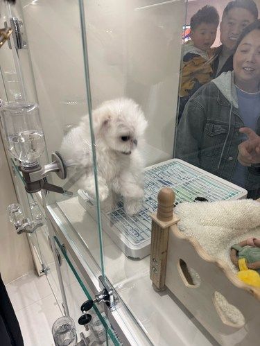 很欢快的小狗