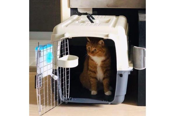 宠物托运航空箱 顺德活体宠物托运