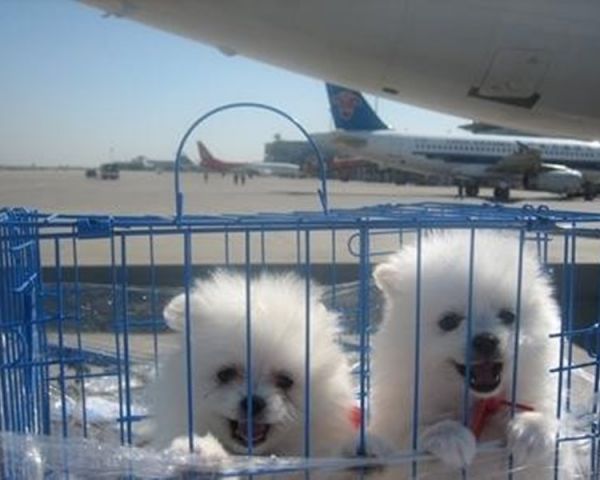 宠物托运航空箱 顺德活体宠物托运