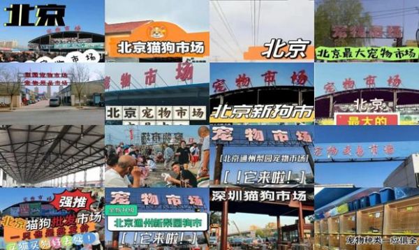北京宠物市场视频