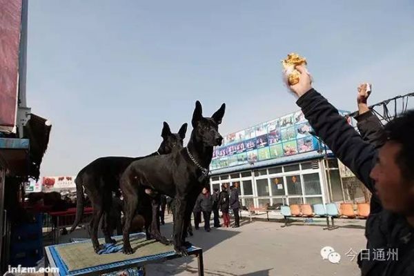 通州关注梨园狗市关闭， 大部分的狗市商家原来都搬去了这里！