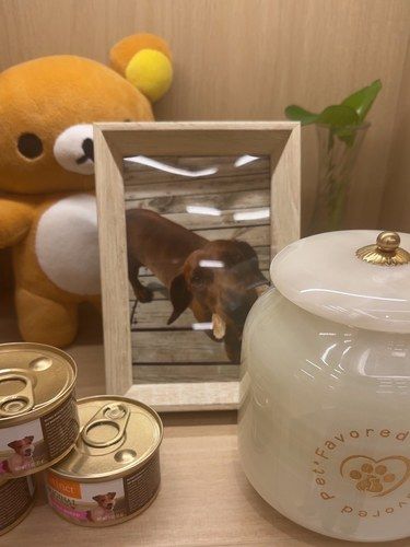 我来推荐一家宠物殡葬店