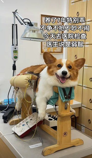 虽然没心没肺，但是却快乐的活了一辈子[悠闲]