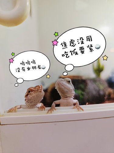 木板上的悠闲蜥蜴好哥们日常