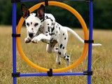重庆狗狗行为问题纠正 习惯纠正 -训犬教练电话