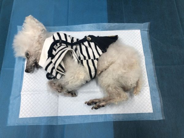 武汉专业宠物火葬场 宠物去世一站式服务 口碑好,省心安心