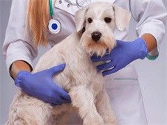 武汉宠物狗上门训犬-训犬教练电话