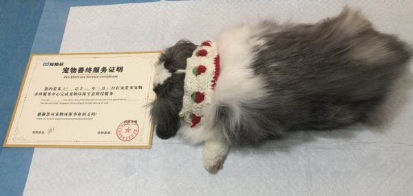 流程规范，高效率 专业宠物火葬场 宠物去世一站式服务