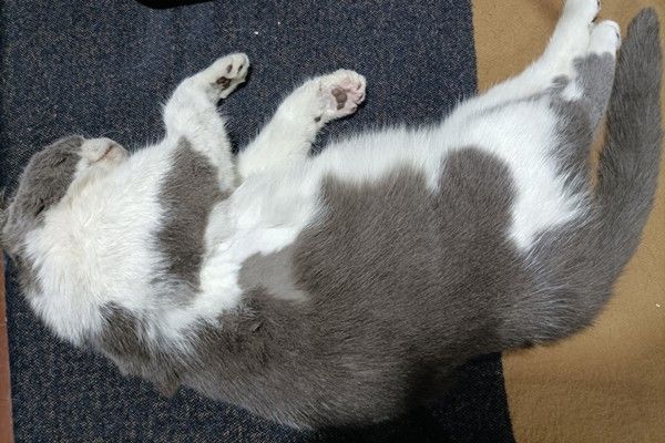 流程规范，高效率 专业宠物火葬场 宠物去世一站式服务