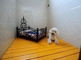 宠物寄养在线咨询 成都宠物长期短期寄养