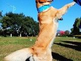 武汉宠物训练多少钱-训犬电话