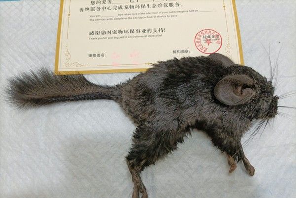 值得信任,尽职尽责 北京专业宠物火葬场 宠物去世一站式服务
