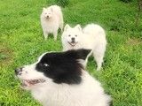 密云寒假期间宠物寄养 专业 正规寄养