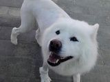 北清路家庭宠物寄养猫猫狗狗 专业宠物寄养老年猫狗养老托管可接送